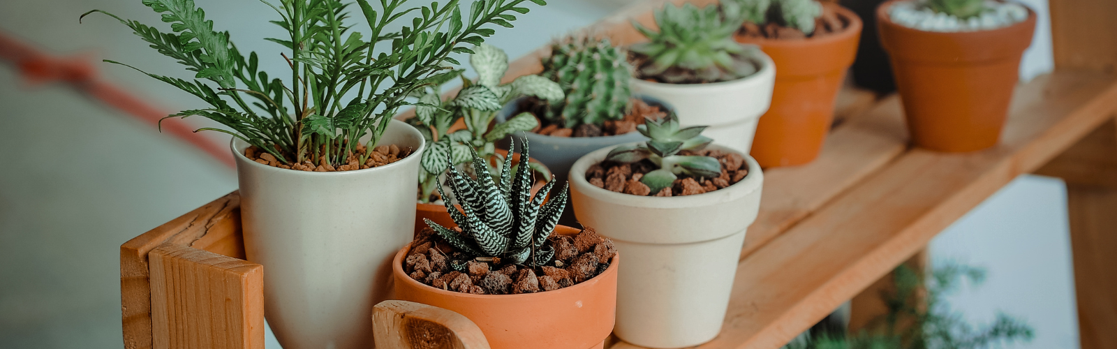 El negocio de plantas y jardinería en Chile: ¡Mercado verde!