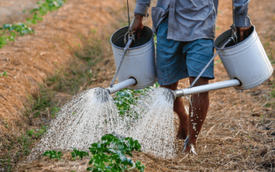 Emprender en comunidades rurales: Desafíos y oportunidades