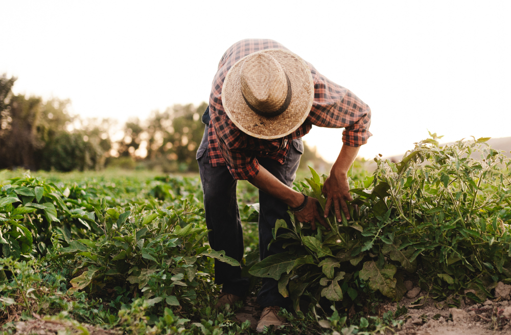 El mérito de emprender en zonas rurales